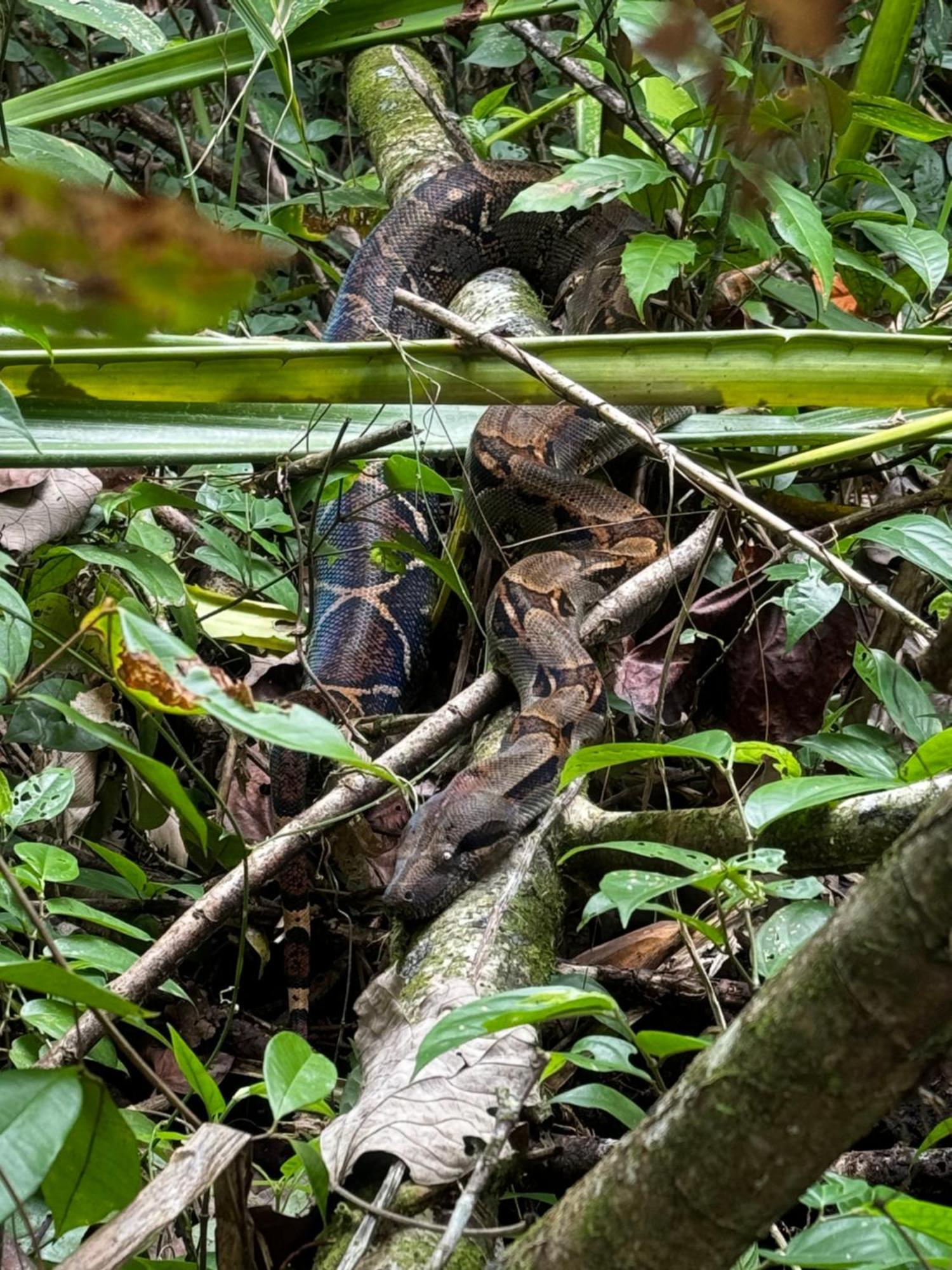Caribbean View House Hotel Tortuguero Buitenkant foto